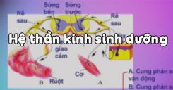 Bài 48: Hệ thần kinh sinh dưỡng