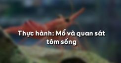Bài 23: Thực hành Mổ và quan sát tôm sông
