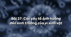 Bài 27: Các yếu tố ảnh hưởng đến sinh trưởng của vi sinh vật