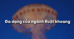 Bài 9: Đa dạng của ngành Ruột khoang