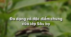 Bài 27: Đa dạng và đặc điểm chung của lớp Sâu bọ