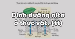 Bài 6: Dinh dưỡng nitơ ở thực vật (tiếp theo)