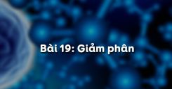 Bài 19: Giảm phân