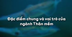 Bài 21: Đặc điểm chung và vai trò của ngành Thân mềm