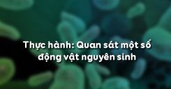 Bài 3: Thực hành Quan sát một số động vật nguyên sinh