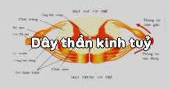 Bài 45: Dây thần kinh tuỷ