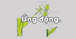 Bài 24: Ứng động