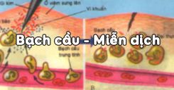 Bài 14: Bạch cầu - Miễn dịch