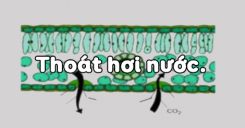 Bài 3: Thoát hơi nước