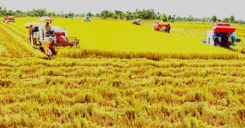 Bài 34: Thực hành - Phân tích mối quan hệ giữa dân số với việc sản xuất lương thực ở đồng bằng Sông Hồng