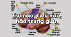 Bài 46: Trụ não, tiểu não, não trung gian