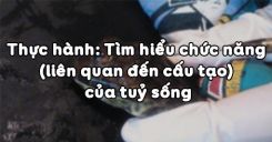 Bài 44: Thực hành Tìm hiểu chức năng (Liên quan đến cấu tạo) của tuỷ sống