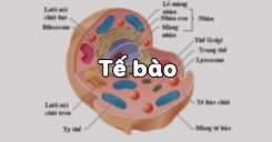 Bài 3: Tế bào