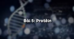 Bài 5: Protêin