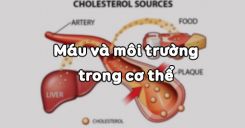Bài 13: Máu và môi trường trong cơ thể