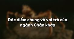 Bài 29: Đặc điểm chung và vai trò của ngành Chân khớp