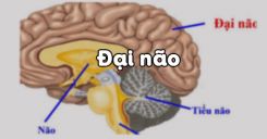 Bài 47: Đại não