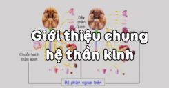 Bài 43: Giới thiệu chung hệ thần kinh