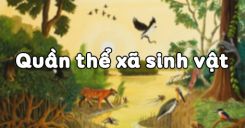 Bài 49: Quần xã sinh vật