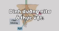 Bài 5: Dinh dưỡng nitơ ở thực vật