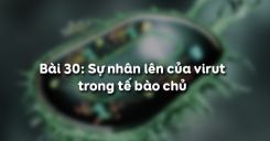 Bài 30: Sự nhân lên của virut trong tế bào chủ