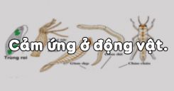 Bài 26: Cảm ứng ở động vật