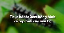 Bài 28: Thực hành Xem băng hình về tập tính của sâu bọ