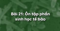 Bài 21: Ôn tập phần sinh học tế bào