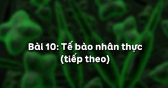 Bài 10: Tế bào nhân thực tiết 3