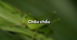 Bài 26: Châu chấu