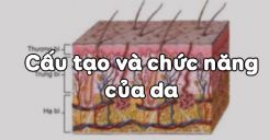 Bài 41: Cấu tạo và chức năng của da