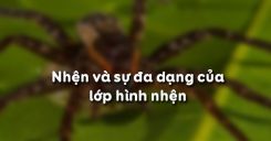 Bài 25: Nhện và sự đa dạng của lớp hình nhện