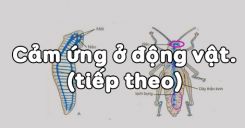 Bài 27: Cảm ứng ở động vật (tiếp theo)