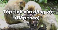 Bài 32: Tập tính của động vật (tiếp theo)