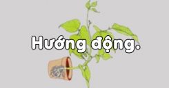 Bài 23: Hướng động