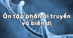 Bài 40: Ôn tập phần Di truyền và biến dị