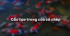 Bài 33: Cấu tạo trong của cá chép