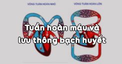 Bài 16: Tuần hoàn máu và lưu thông bạch huyết