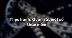 Bài 20: Thực hành Quan sát một số thân mềm