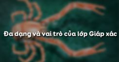 Bài 24: Đa dạng và vai trò của lớp Giáp xác