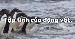 Bài 31: Tập tính của động vật