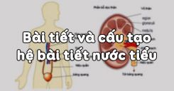 Bài 38: Bài tiết và cấu tạo hệ bài tiết nước tiểu