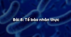 Bài 8: Tế bào nhân thực