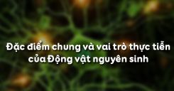 Bài 7: Đặc điểm chung và vai trò thực tiễn của Động vật nguyên sinh