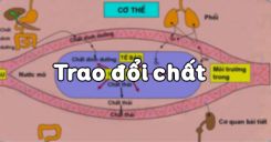 Bài 31: Trao đổi chất