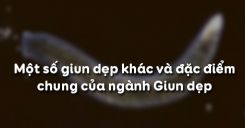 Bài 12: Một số giun dẹp khác và đặc điểm chung của ngành Giun dẹp