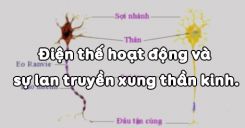 Bài 29: Điện thế hoạt động và sự lan truyền xung thần kinh