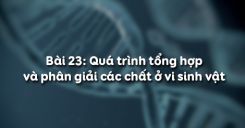 Bài 23: Tổng hợp và phân giải các chất ở vi sinh vật