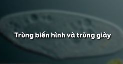 Bài 5: Trùng biến hình và trùng giày