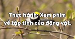 Bài 33: Thực hành Xem phim về tập tính của động vật
